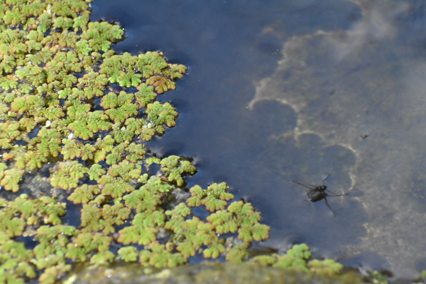 Picture of Azolla Fern in Lake Anza. Azolla is a new addition to the lake scenery.