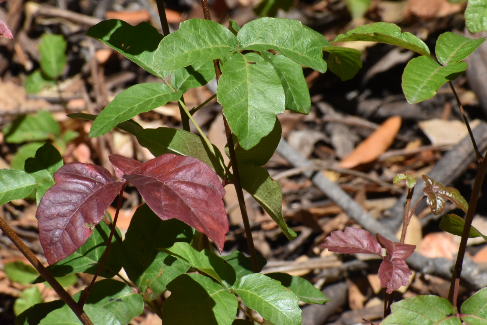 Poison Oak Leaves at Tilden Regional Park, an outdoor safety issue.