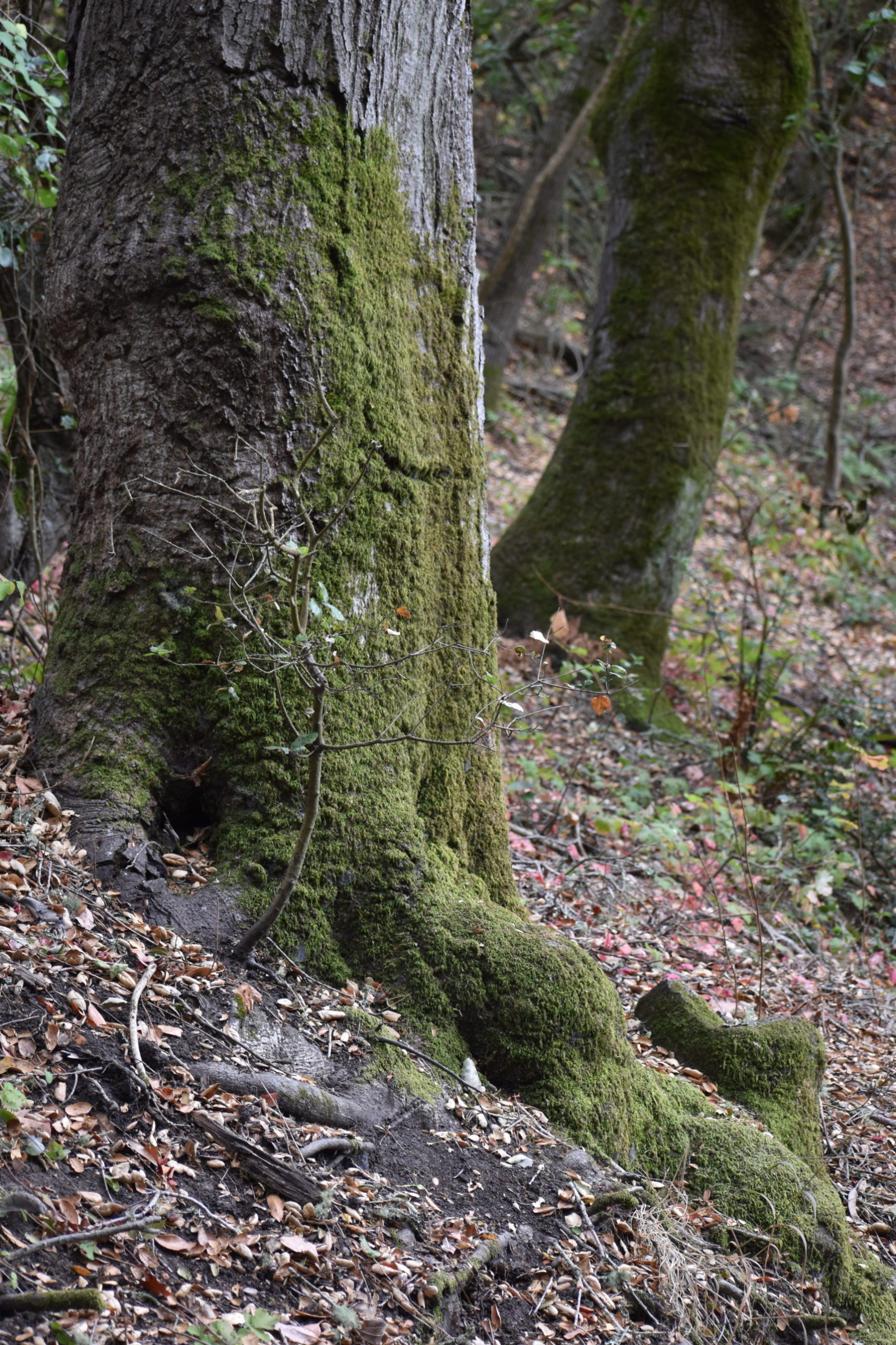 A moss-covered tree in Tilden Park