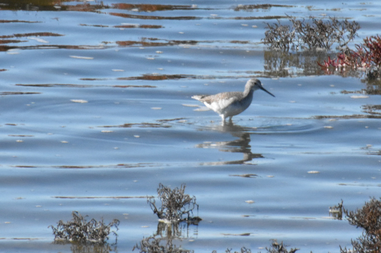Sandpiper, a shore bird, seen from the trail birding at Eden Landing.