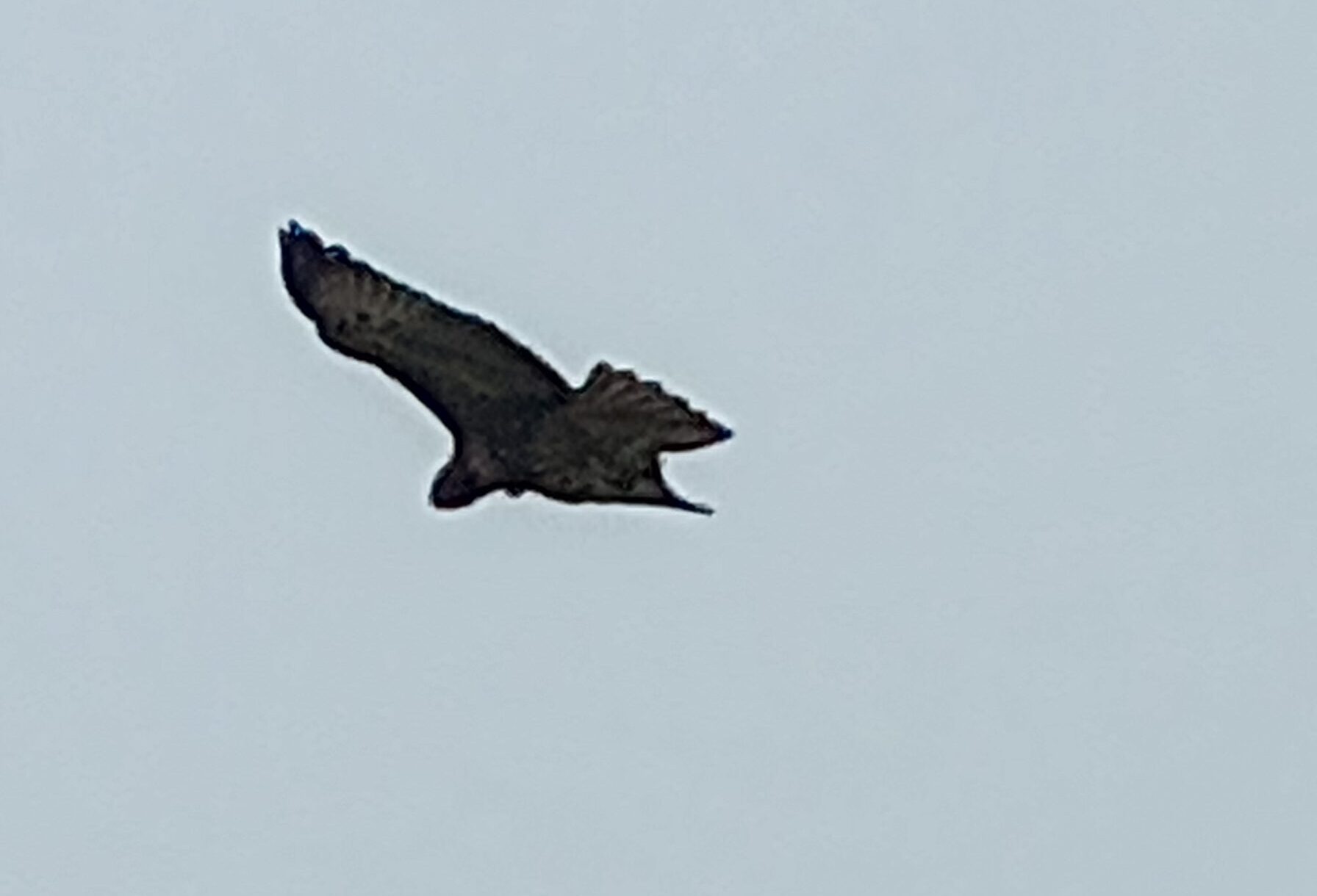A hawk hovers over the Presidio, San Francisco, looking for prey.